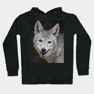 Coyote Hoodie